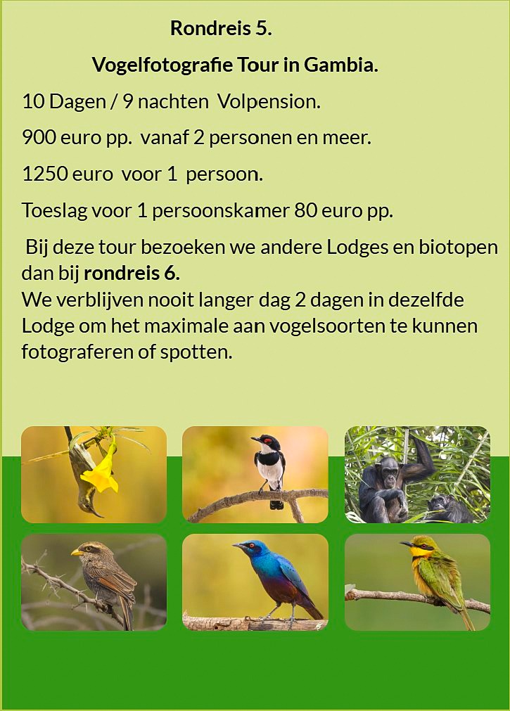Flyer Rondreis 4 – 10-daagse vogelfotografie tour in Gambia. Volpension. Prijs vanaf €900 p.p. Inclu