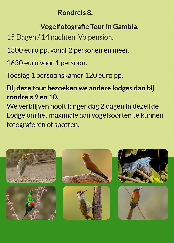 Flyer Rondreis 8 – 15-daagse vogelfotografie tour in Gambia en Senegal. Volpension. Prijs vanaf €130