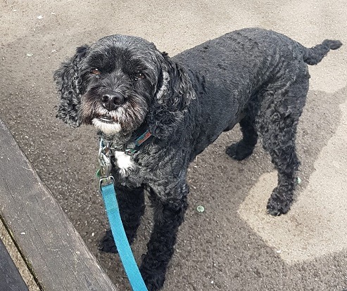 Taffy, the cavapoo, walking in Cwmcarn forest, South Wales.