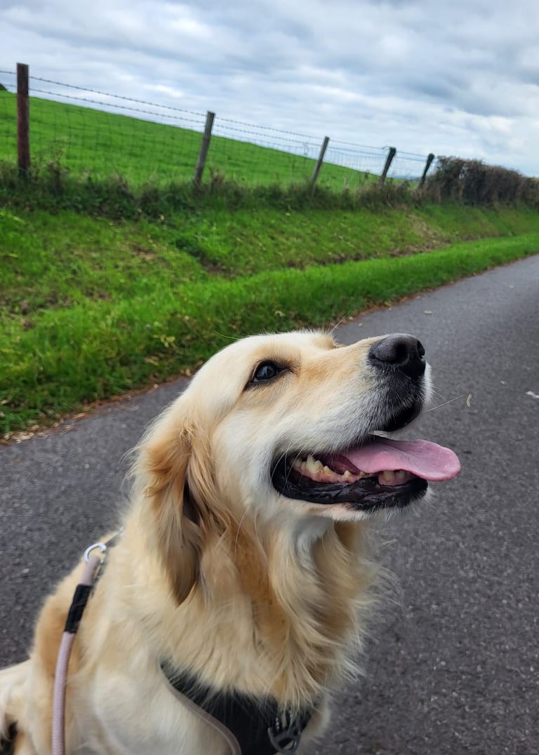 Amber, the golden retriever, having a walk in Langstone.