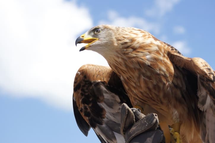 Eagle representing the symbol of Montenegro