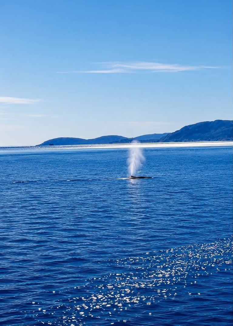 Observer les baleines à tadoussac