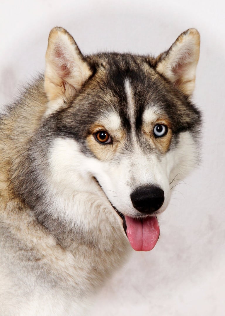 Husky-Erlebnisse, Husky-Ausfahrten, Husky-Trekkingtouren, Husky Abenteuer, Dietfurt, Bayern