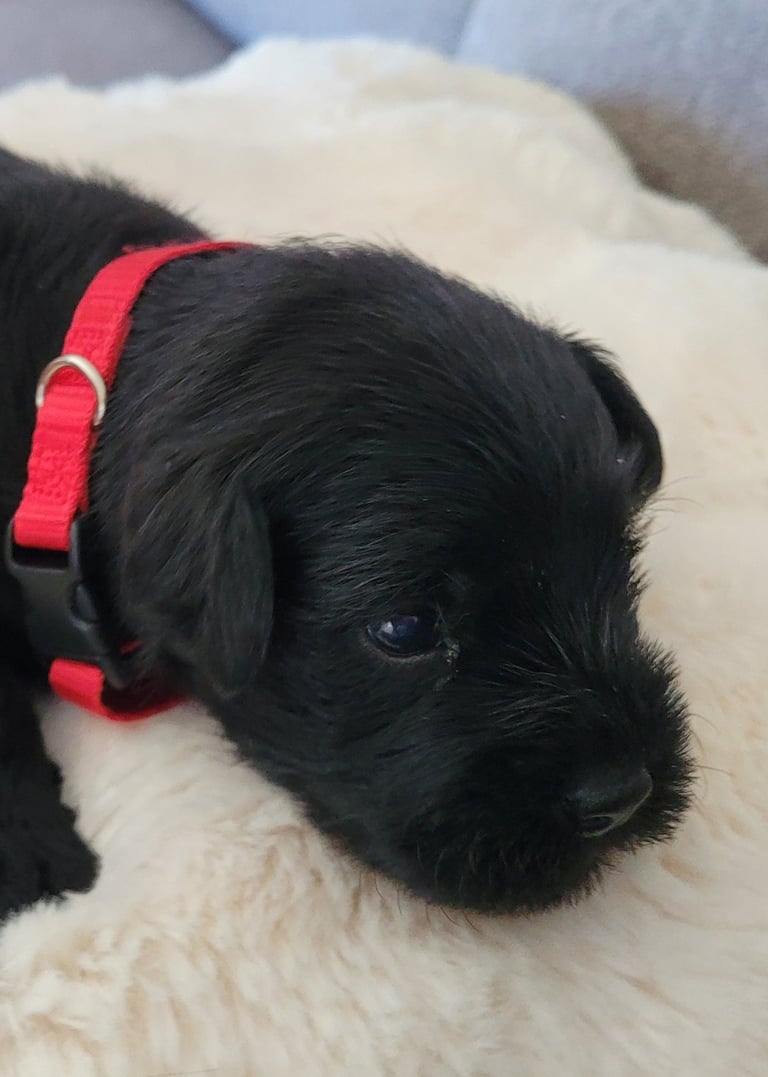 Bébé Schnauzer miniature