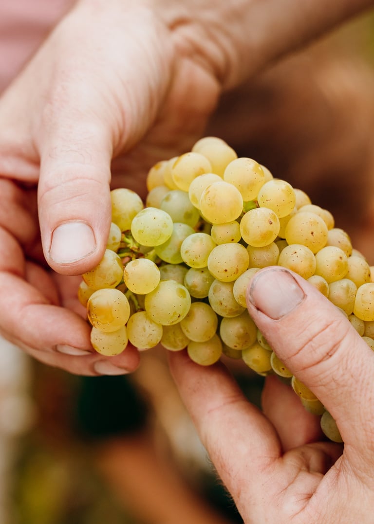 Raisin Vendanges 2025