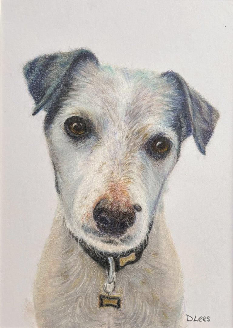 Coloured pancil drawing of a white Terrier dog