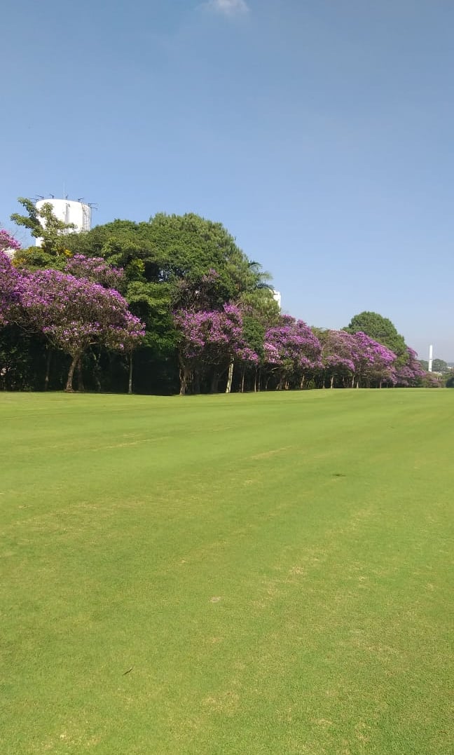 compensação ambiental e plantio de mudas