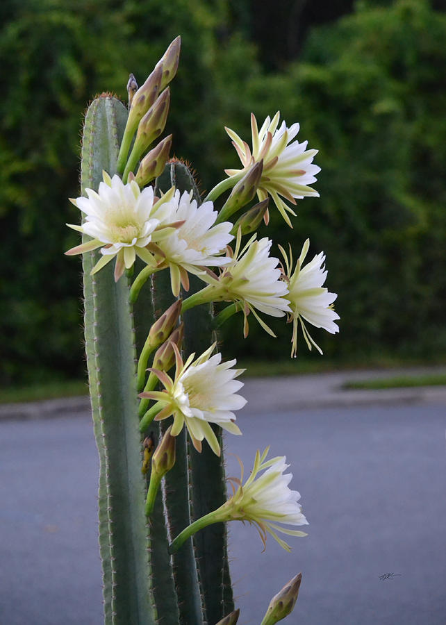 A cactus plant with white flowers on a street