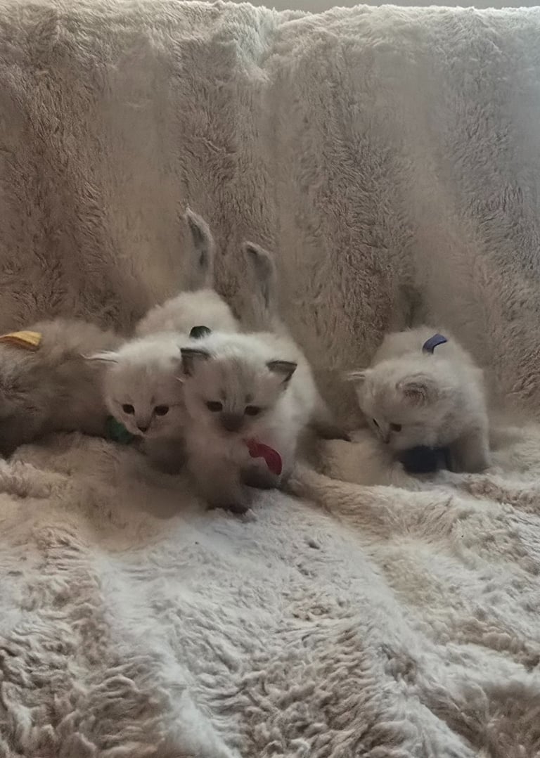 Color Point Siberian kittens