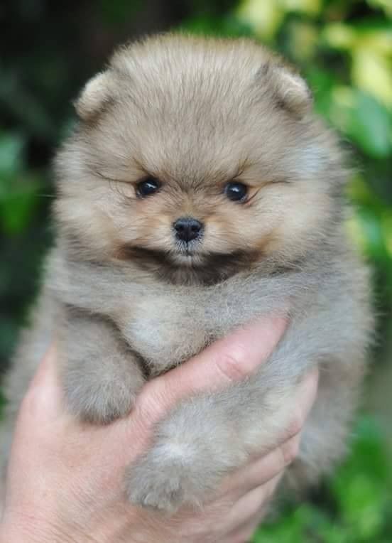 cachorrito pomerania venta buenos aires