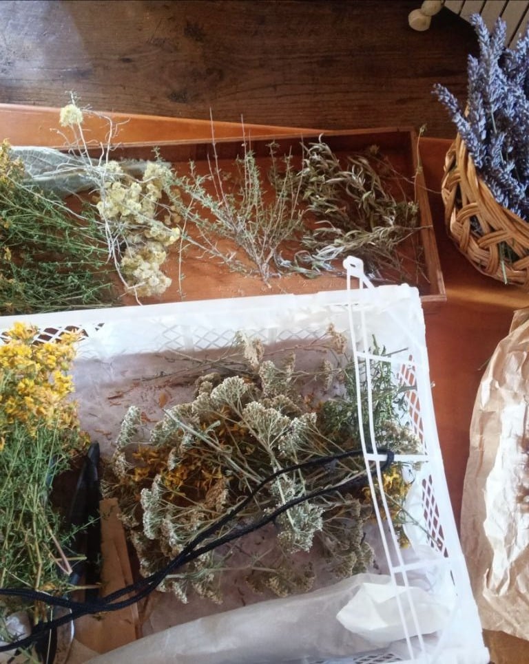 Recolección de plantas medicinales