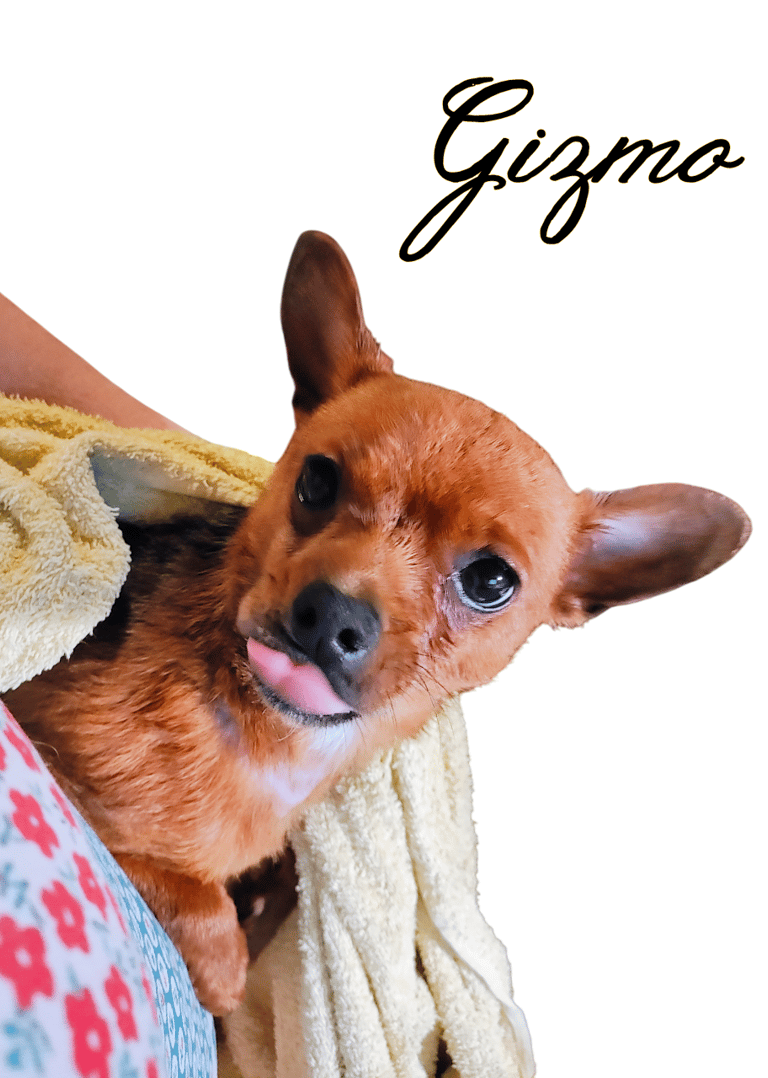 min pin dog named gizmo