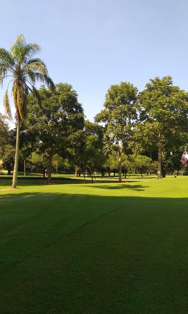 reflorestamento ambiental