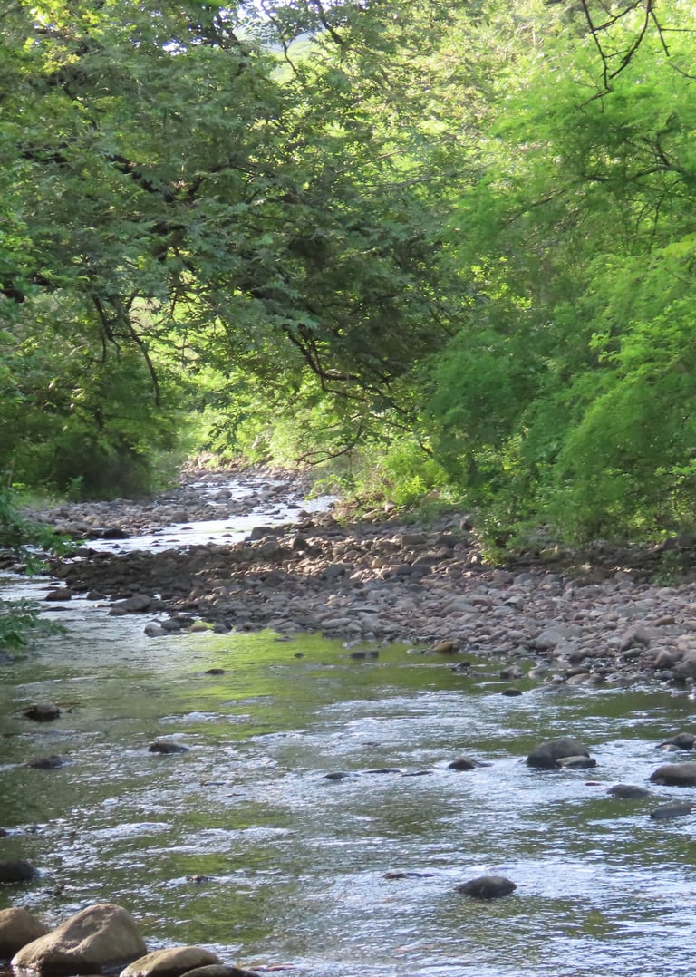 Scenery of a creek with a rocky shore and trees around