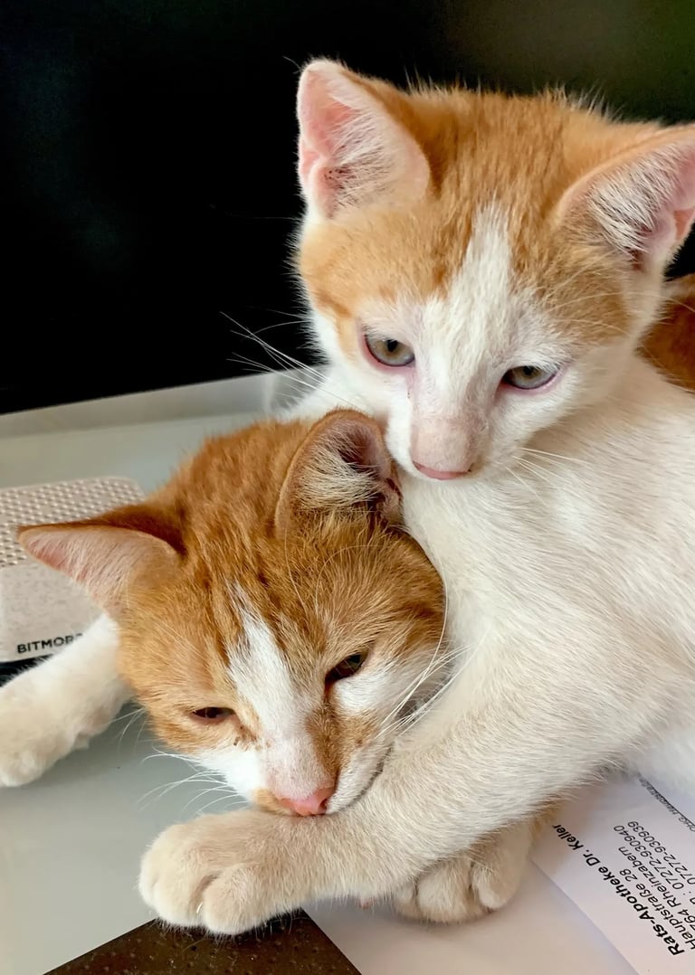 two cats cuddling together on a desk of dr. peter