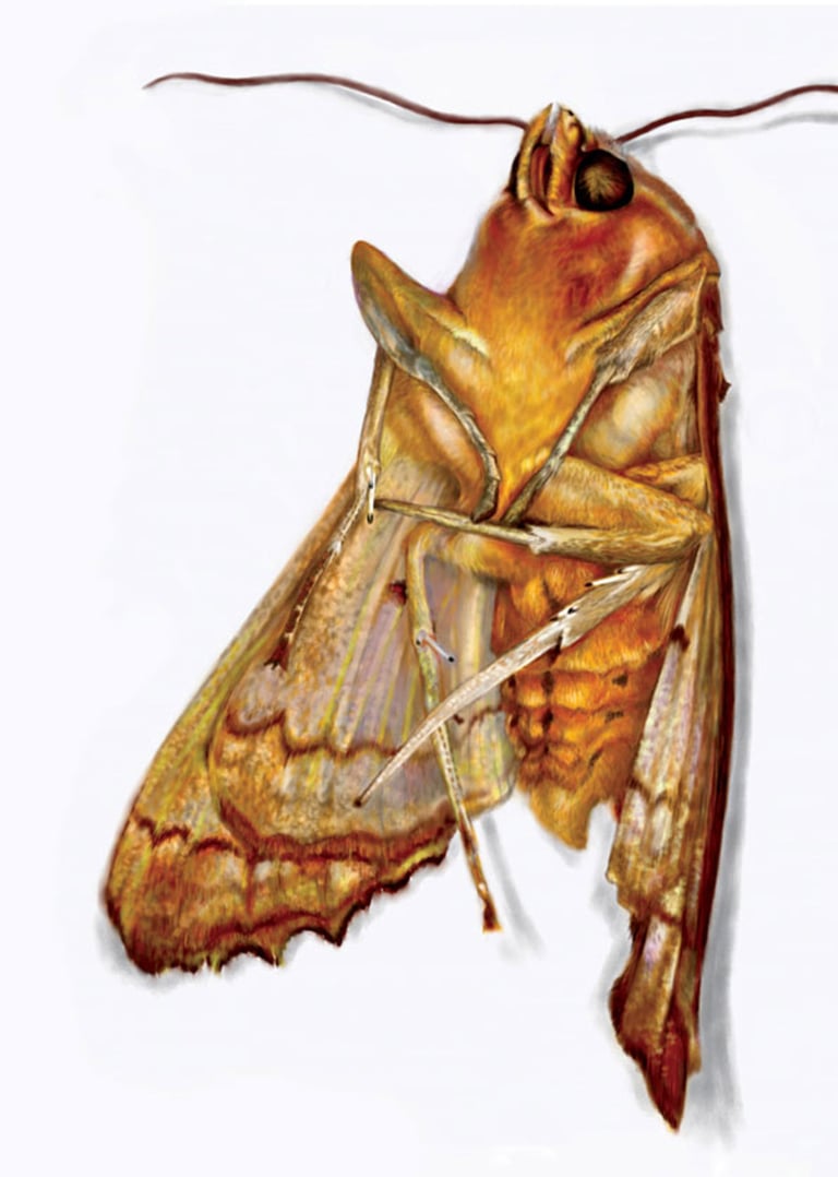 A digital illustration of a dead Angleshade moth