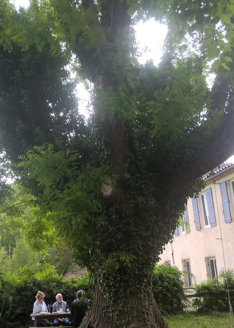 Lunch under the giant tree