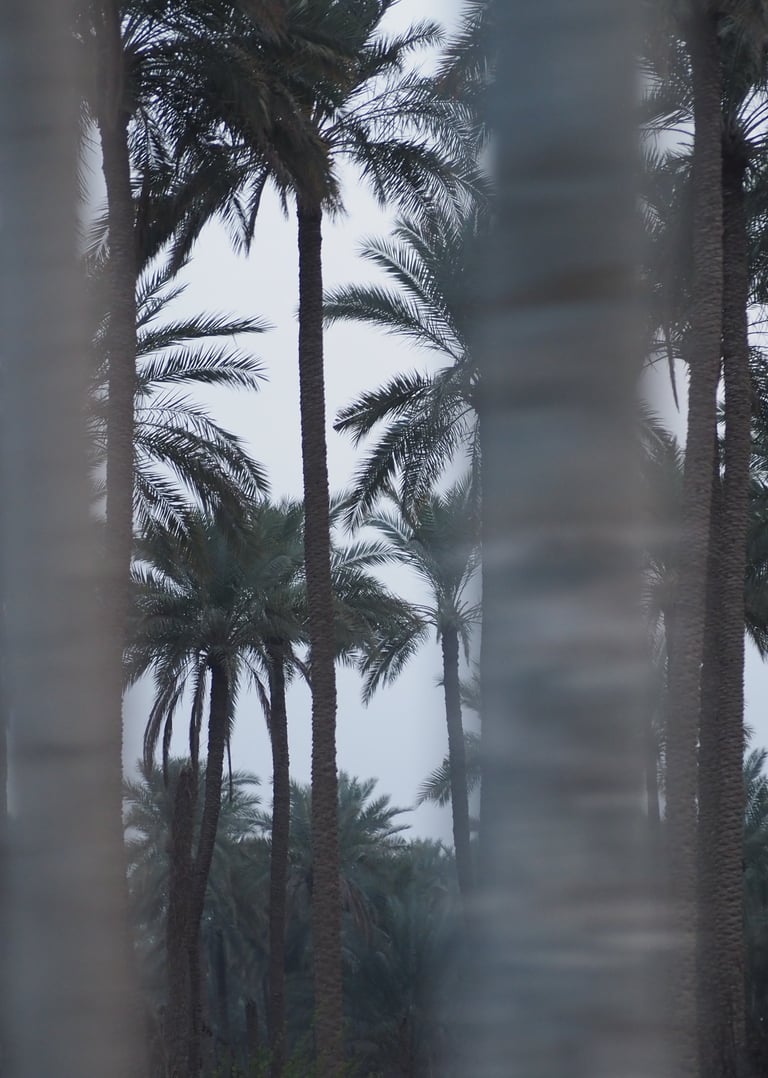 a closeup of a palm tree field in southern Iraq