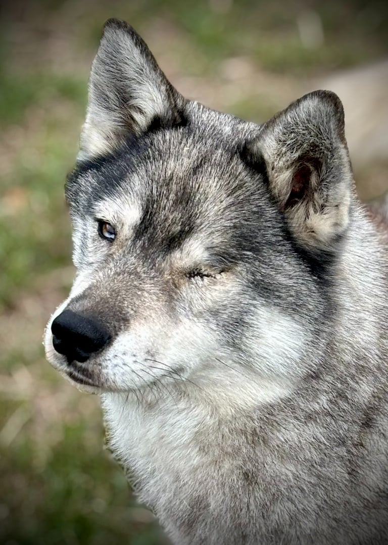 Husky-Erlebnisse, Husky-Ausfahrten, Husky-Trekkingtouren, Husky Abenteuer, Dietfurt, Bayern