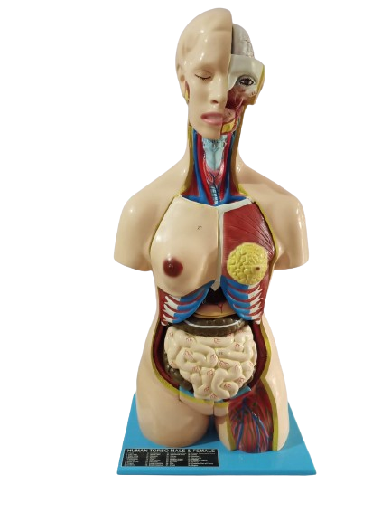 Human body Anatomical Model