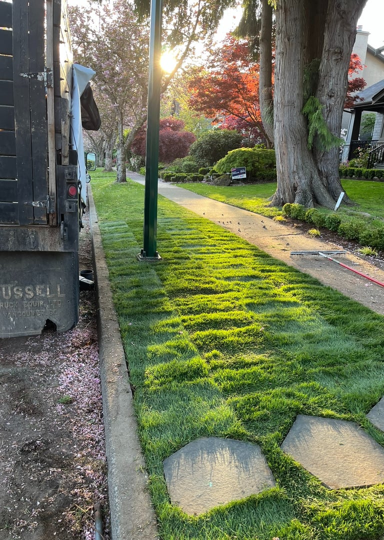 New Sod Lawn