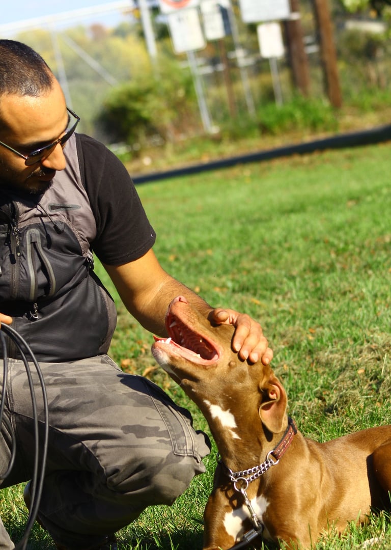 Dog focused on trainer during advanced obedience training in Tampa FL