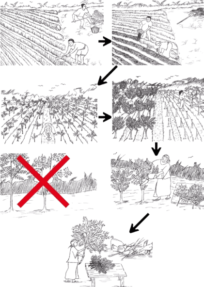 Moringa Sahajan Drumstick Cultivation Process step by step guidance for moringa farming Drumstick Agriculture