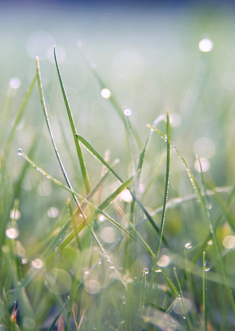 Herbe fraiche au matin