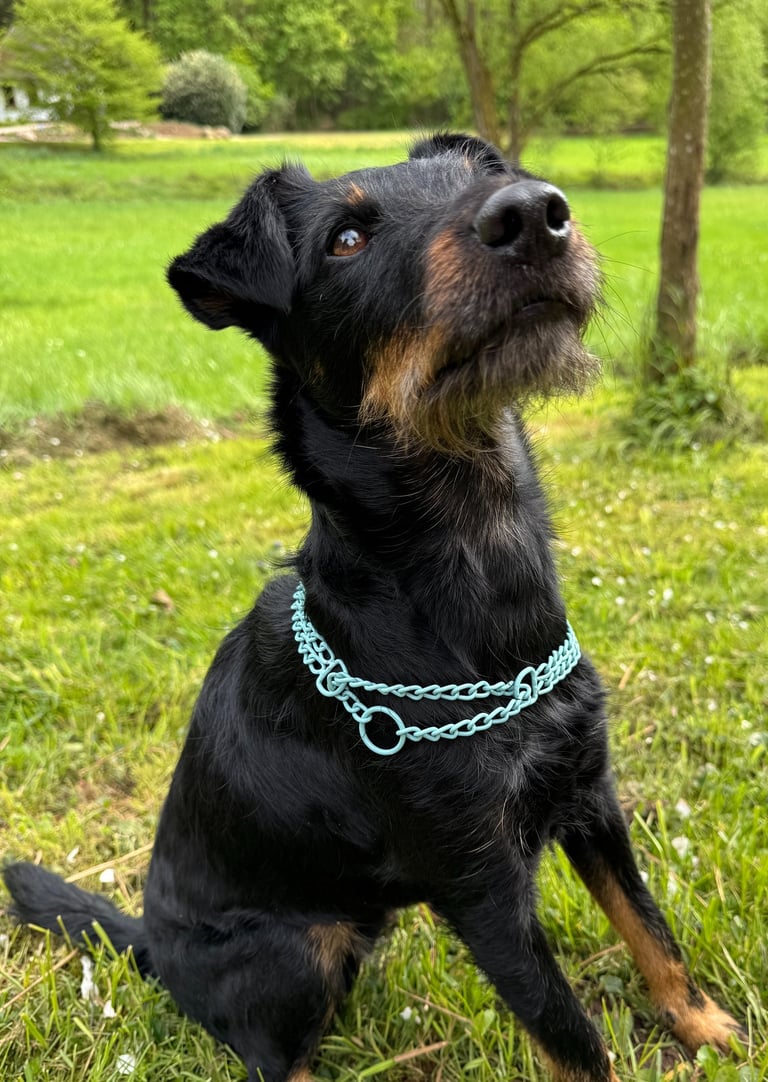 Hund mit Schwarzem Fell und Zugstophalsband in Türkis, Kettenhalsband bunt, Pulverbeschichtet