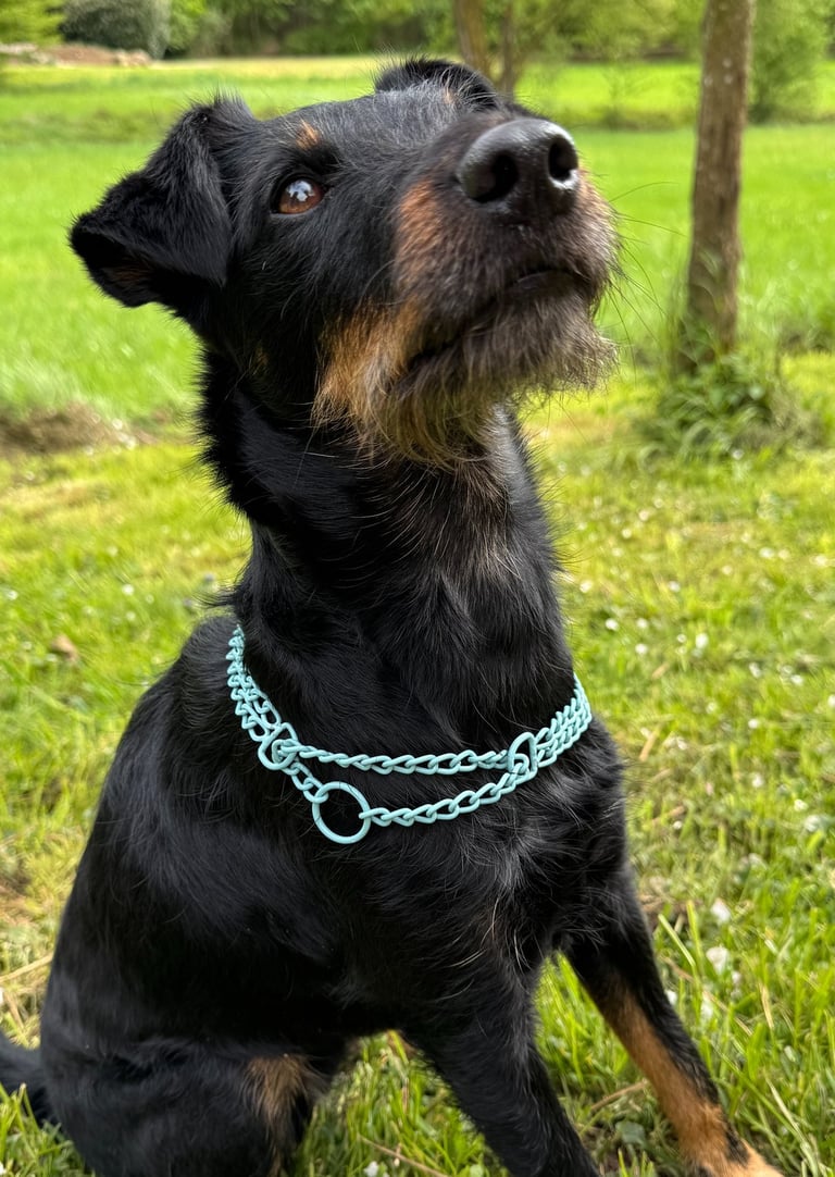 Hund mit Schwarzem Fell und Zugstophalsband in Türkis, Kettenhalsband bunt, Pulverbeschichtet