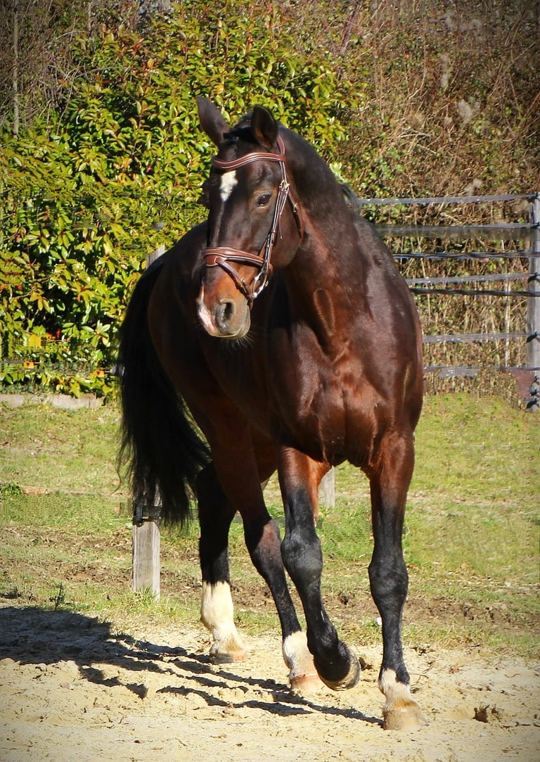 Selle français étalon élevage quinoto bois margot l'arc de triompheletrecas champagne