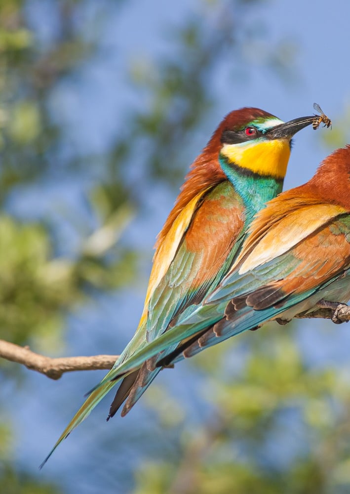 two european bee eaters sitting on a tree branch