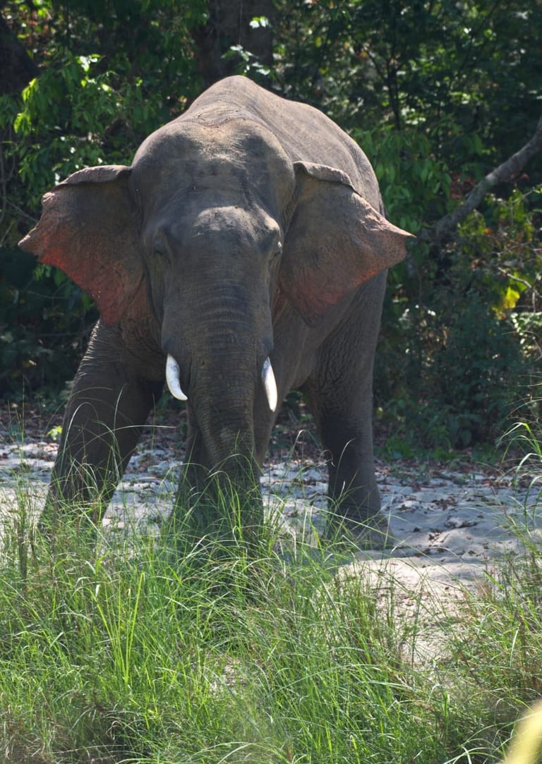 elephant ready to charge