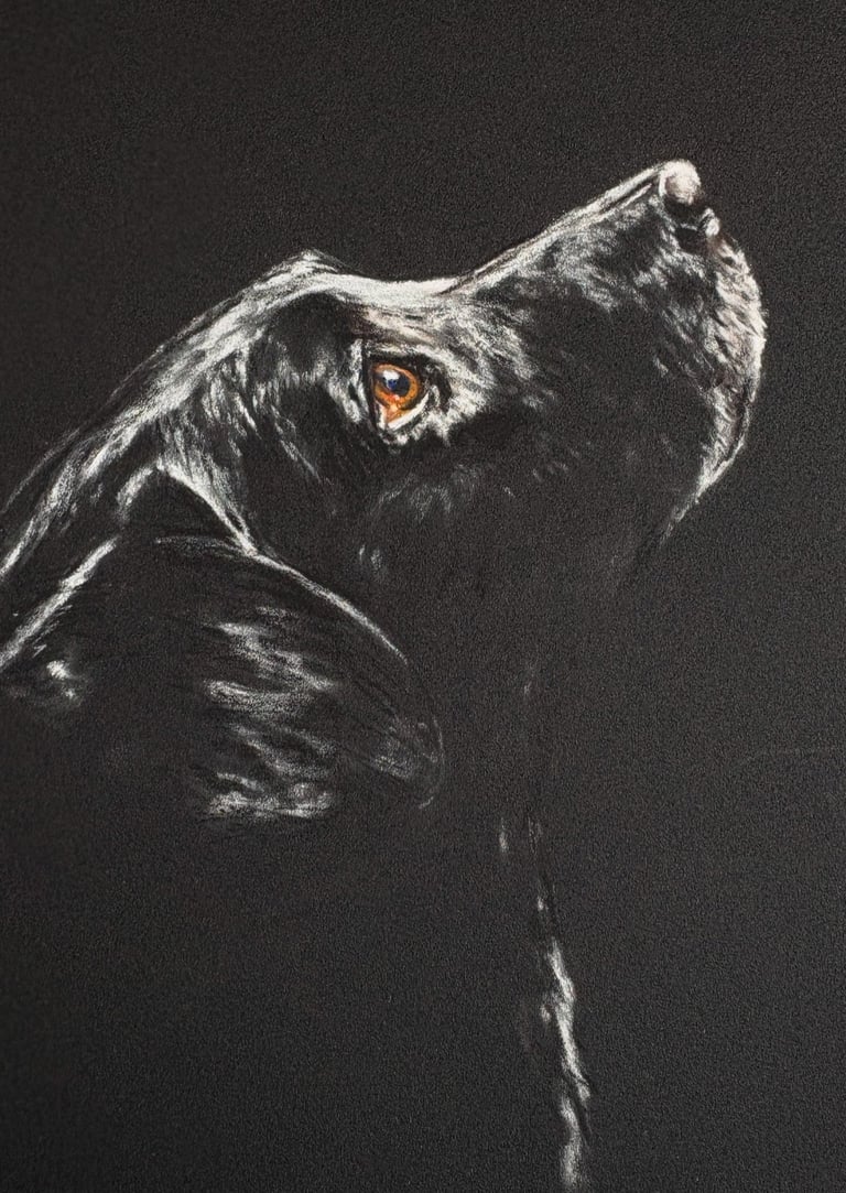 Soft pastel drawing of a black dog looking up waiting for a treat