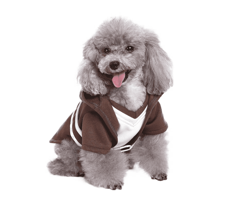 perro color gris peludo con chaqueta deportiva color cafe
