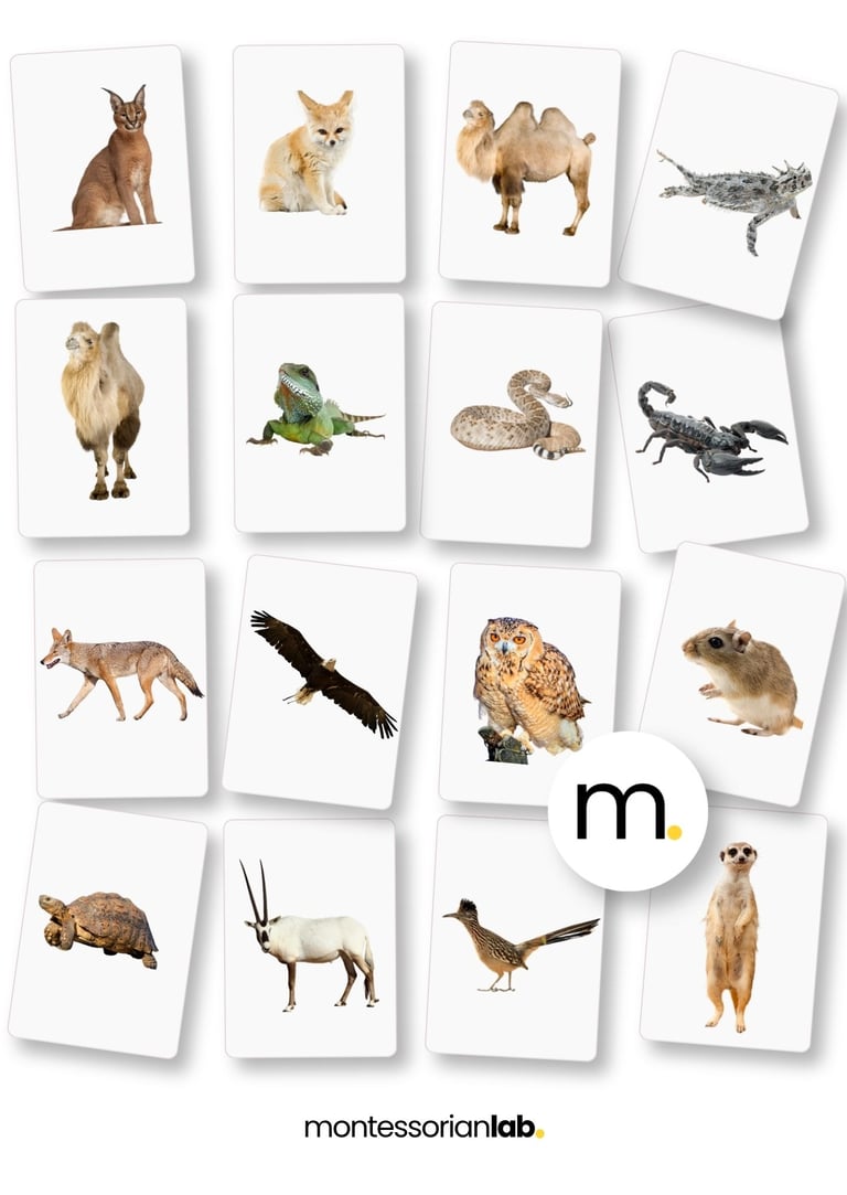 Printed Montessori Desert animals flash cards English Spanish real photographs
