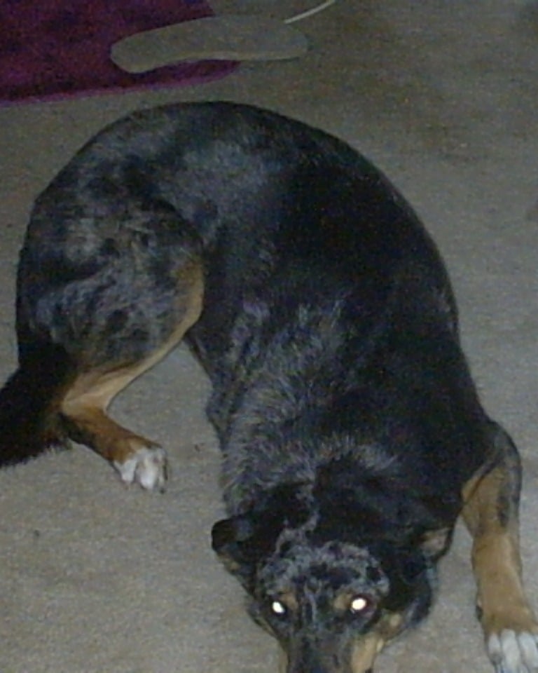 Keeper-  she was near death in 115 heat.  We got her 13 more years.  Excellent girl.