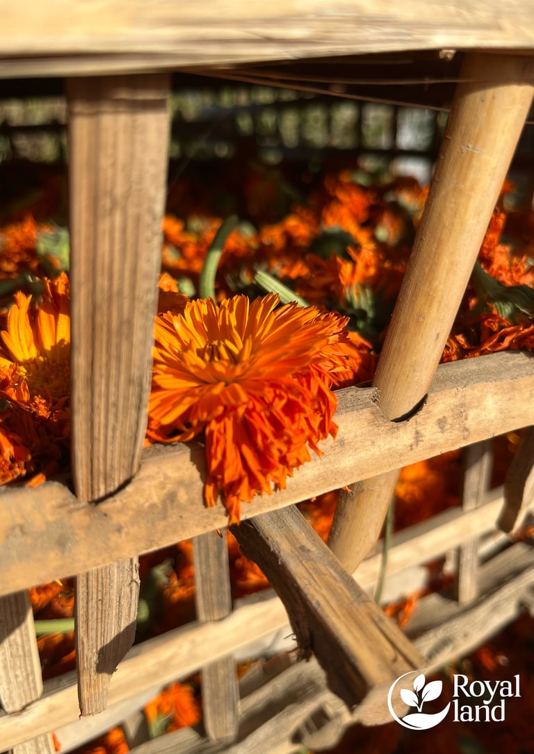 Calendula, Authentic Field Photos – Directly from Our Farms