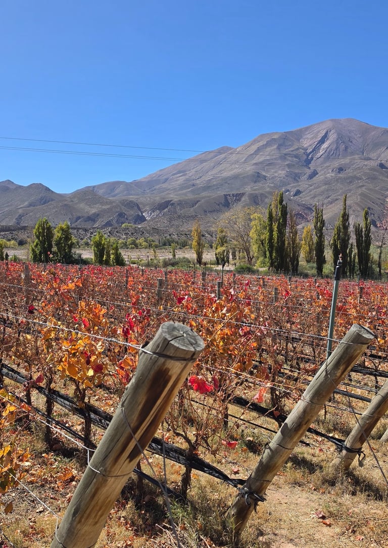 Viñedos de Yacoraite - Jujuy (Mayo 2026)