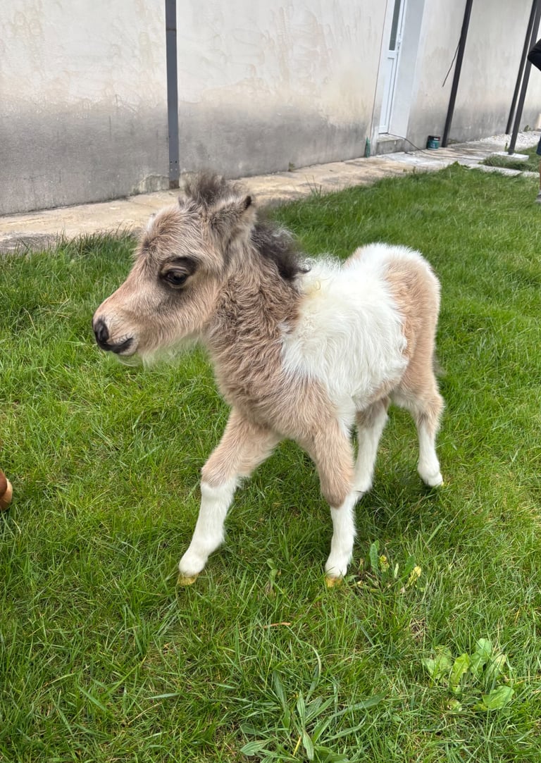 Notre pouliche miniature amha