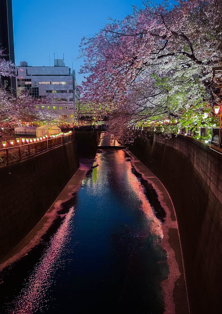 Nakameguro Cherry Blossoms, Springtime Tokyo Japan, Nighttime in Tokyo