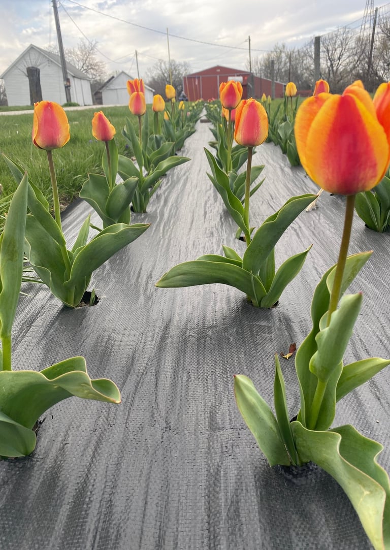 Row of Spring Tulips in front of a red barn