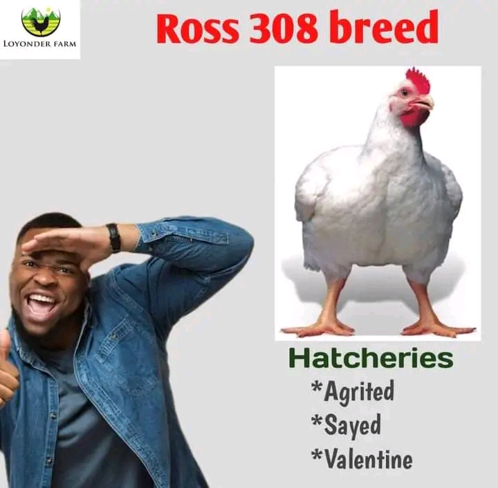 Ross 308 breed image