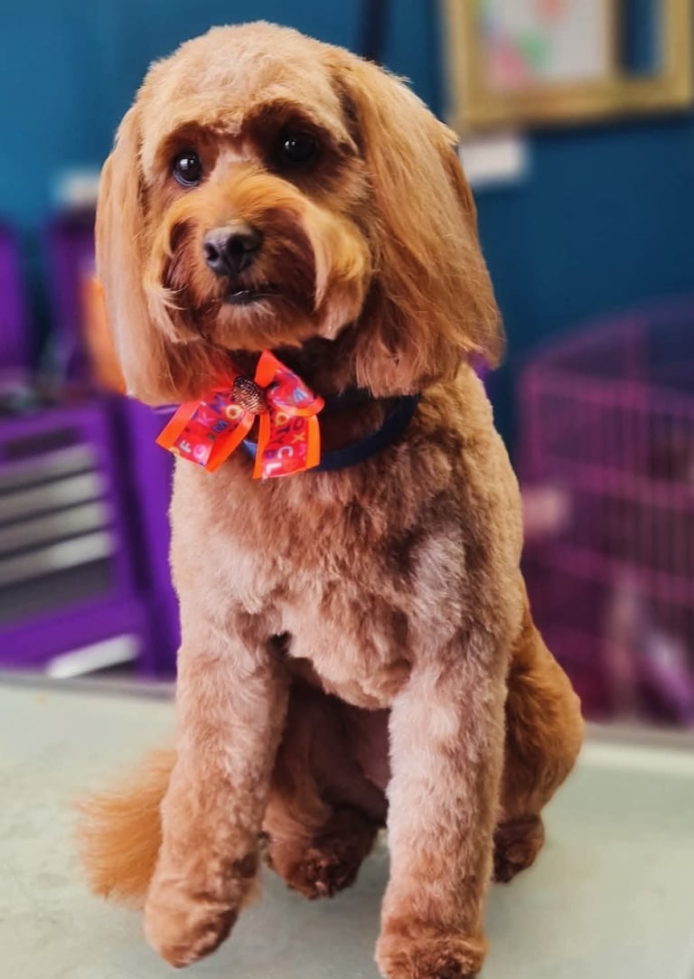 Cockerpoo groom