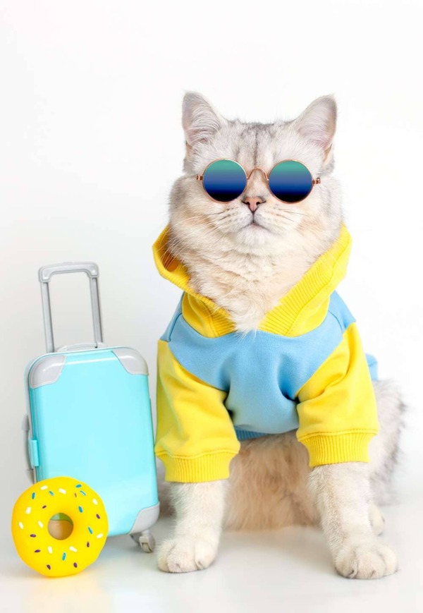 Un gato peludo con gafas de sol y una sudadera con capucha sentado con una maleta de juguete azul