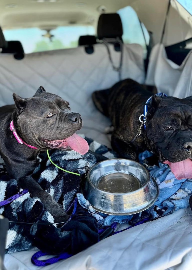 Cane Corso Club - National Breeder and Rescue Directory