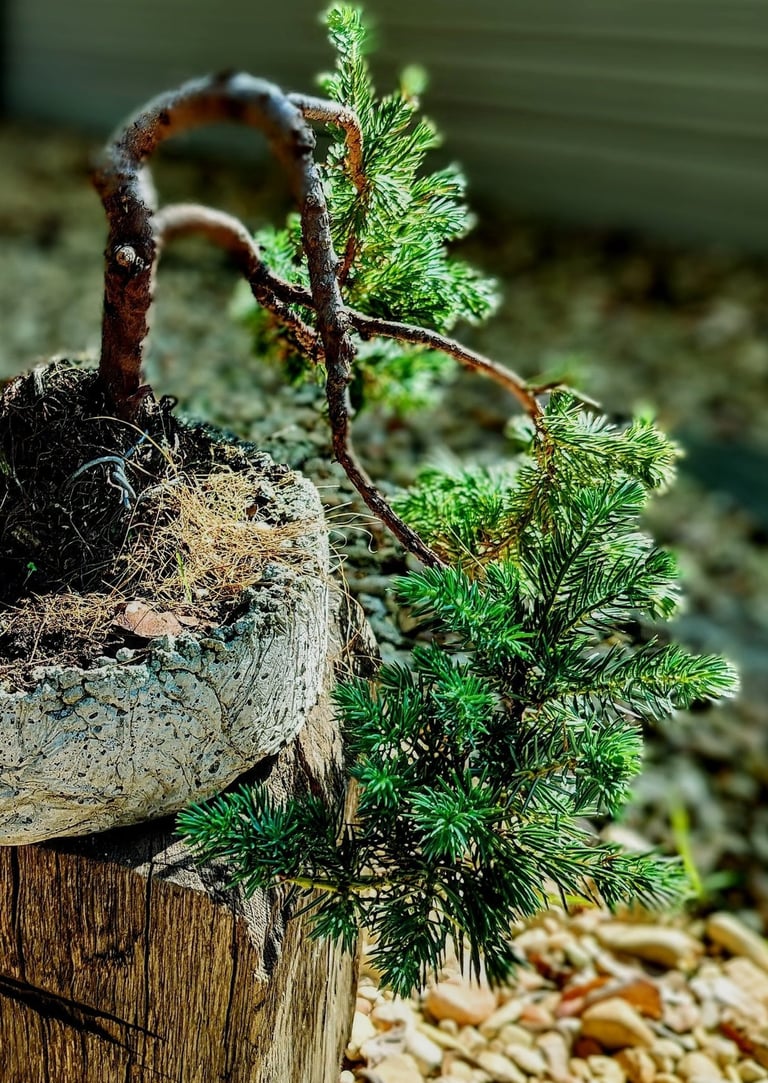 Juniper bonsai cascading