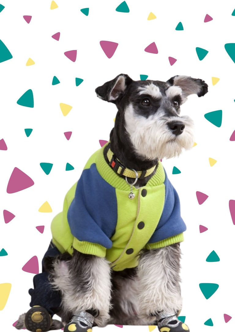 Schnauzer miniatura usando una chaqueta para perros azul y verde lima.