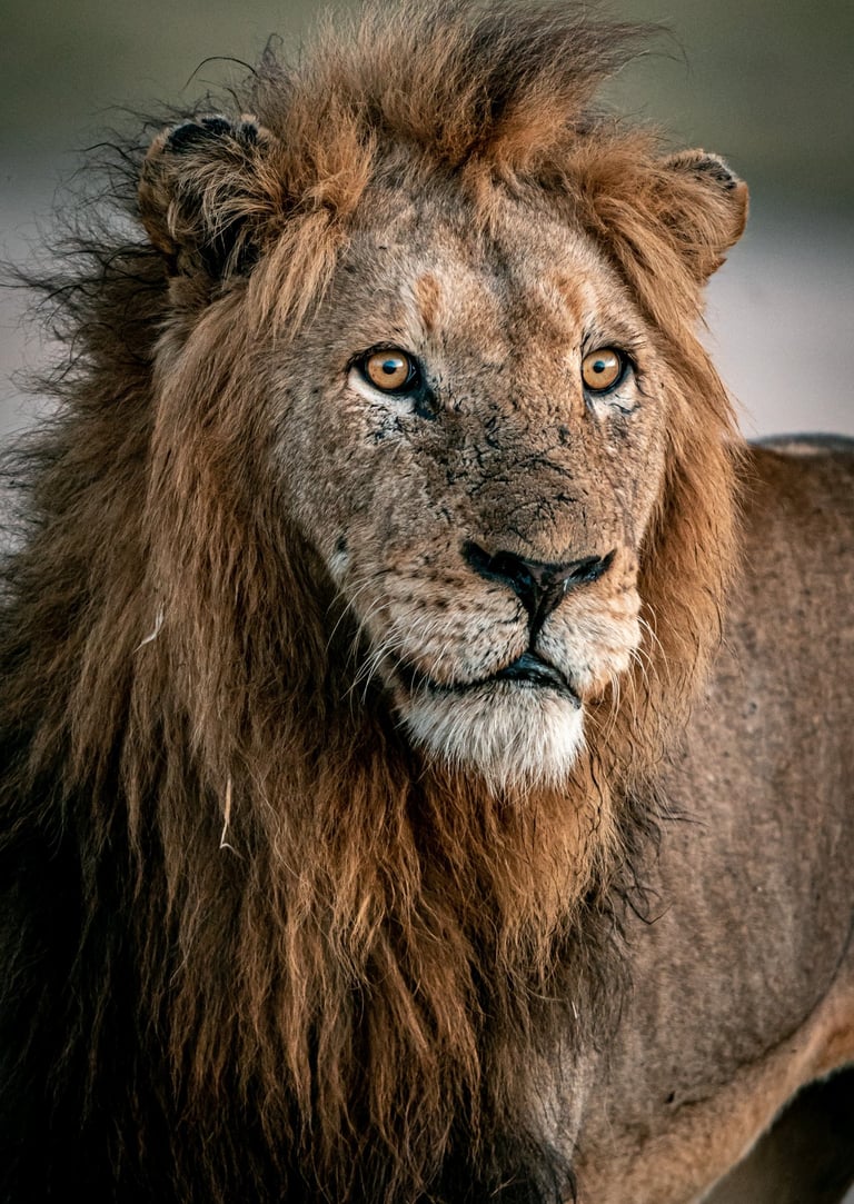 An aging lion spotted in Kruger National Park 