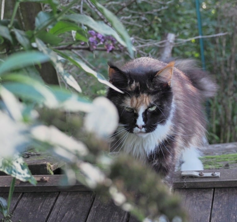 fraise PP superbe minette polydactyle dans la nature